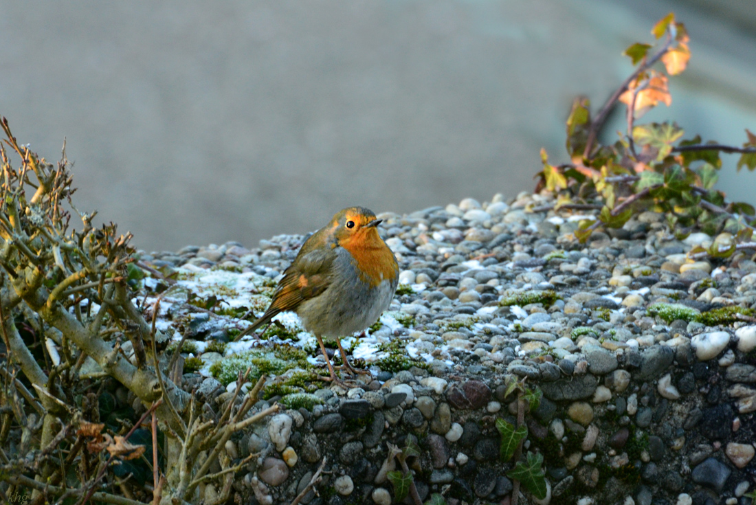DSC 1978 Rotkehlchen