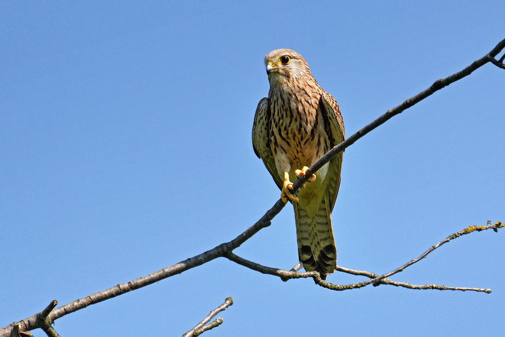 DSC 2011 Falke w 1000