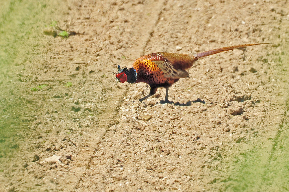 DSC 2099 Fasan 1000