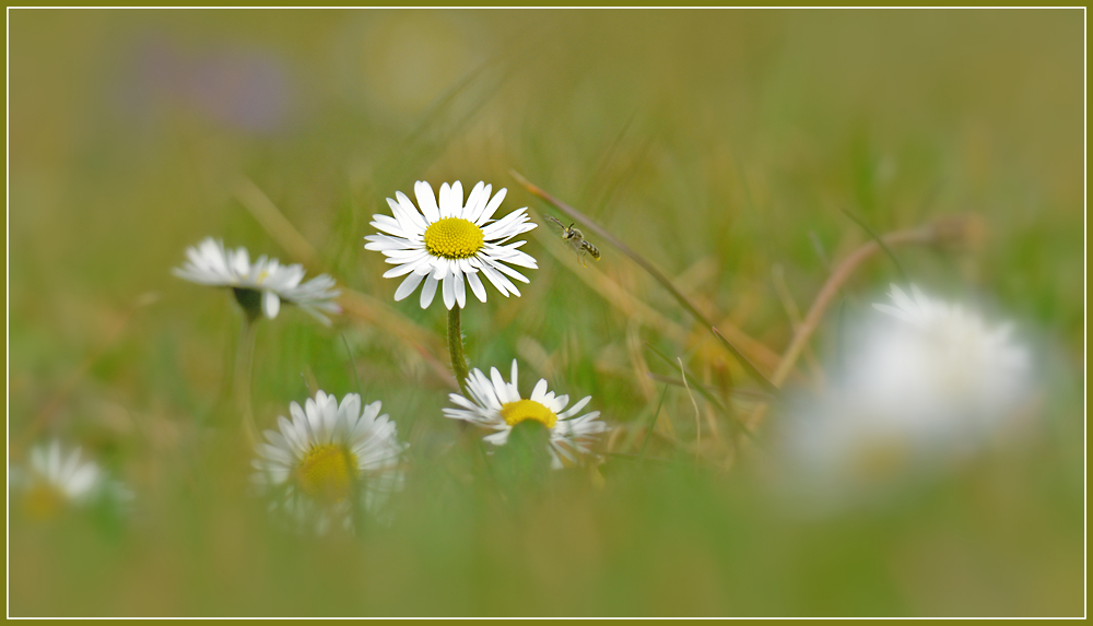 DSC 2200 Gänseblümchen 1000