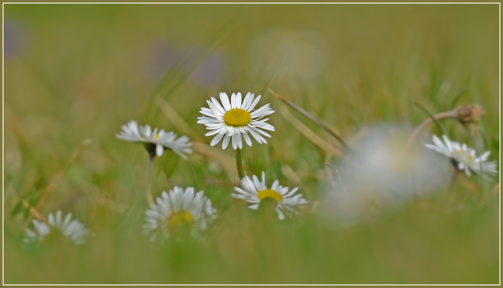 DSC 2202 Gänseblümchen 1000
