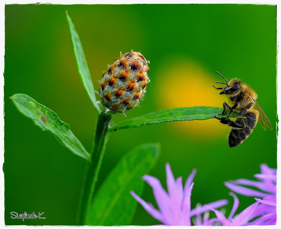 DSC 2222
