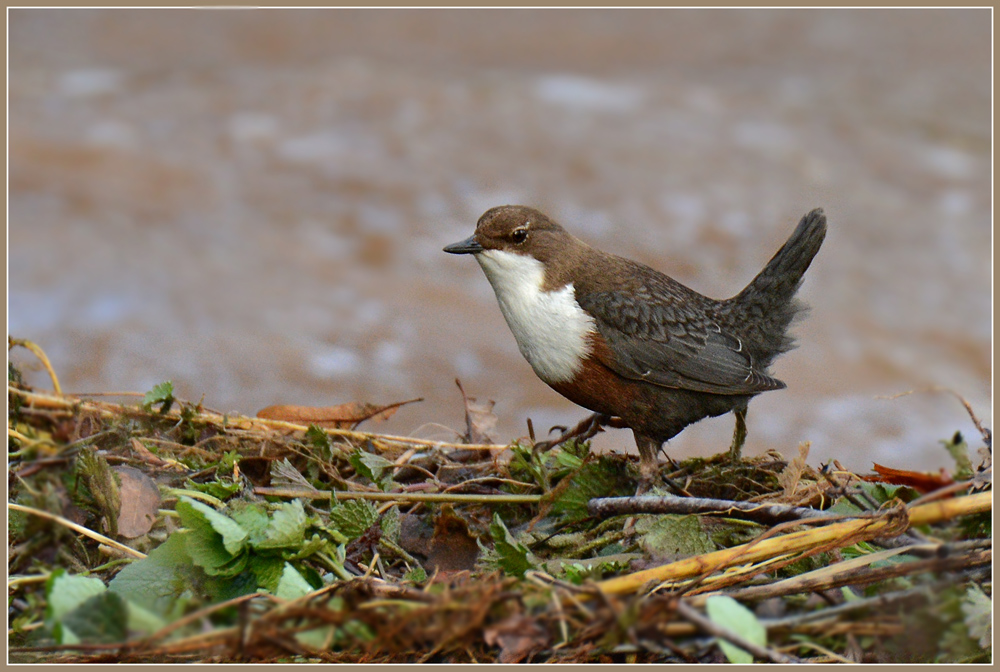 DSC 2248 Wasseramsel 1000