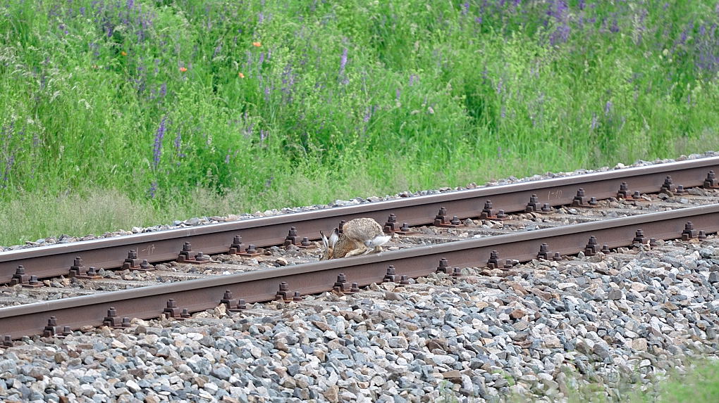 DSC 2294 Bahnhase