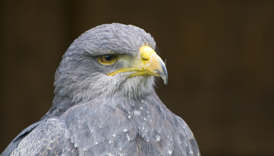 DSC 2302 Kopie