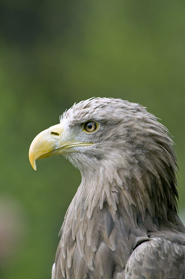 DSC 2345 Kopie