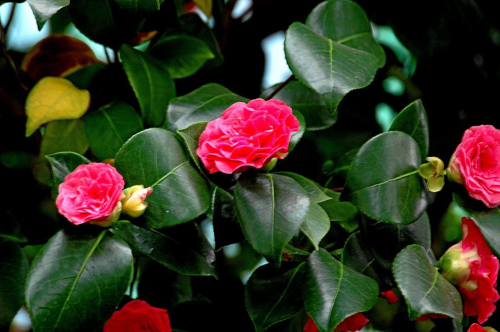 DSC 2351 B