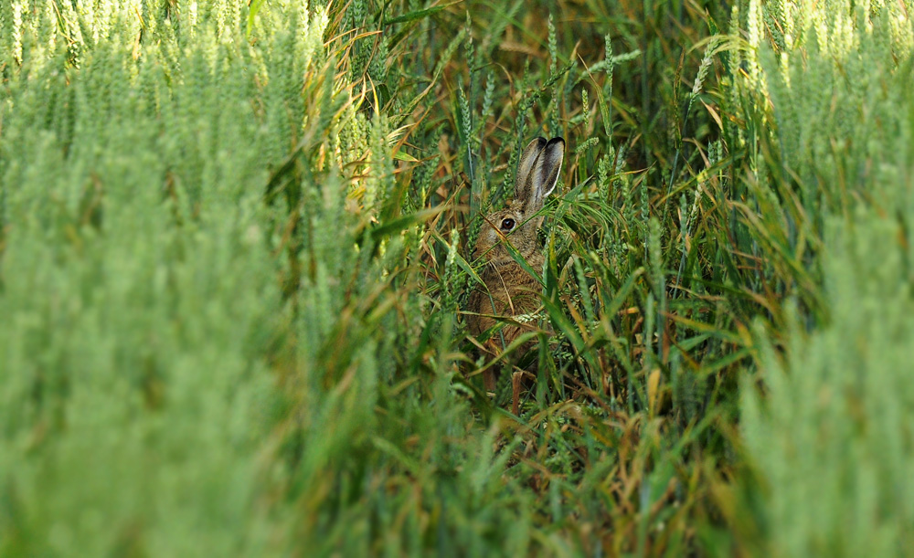 DSC 2364 Hase 1000