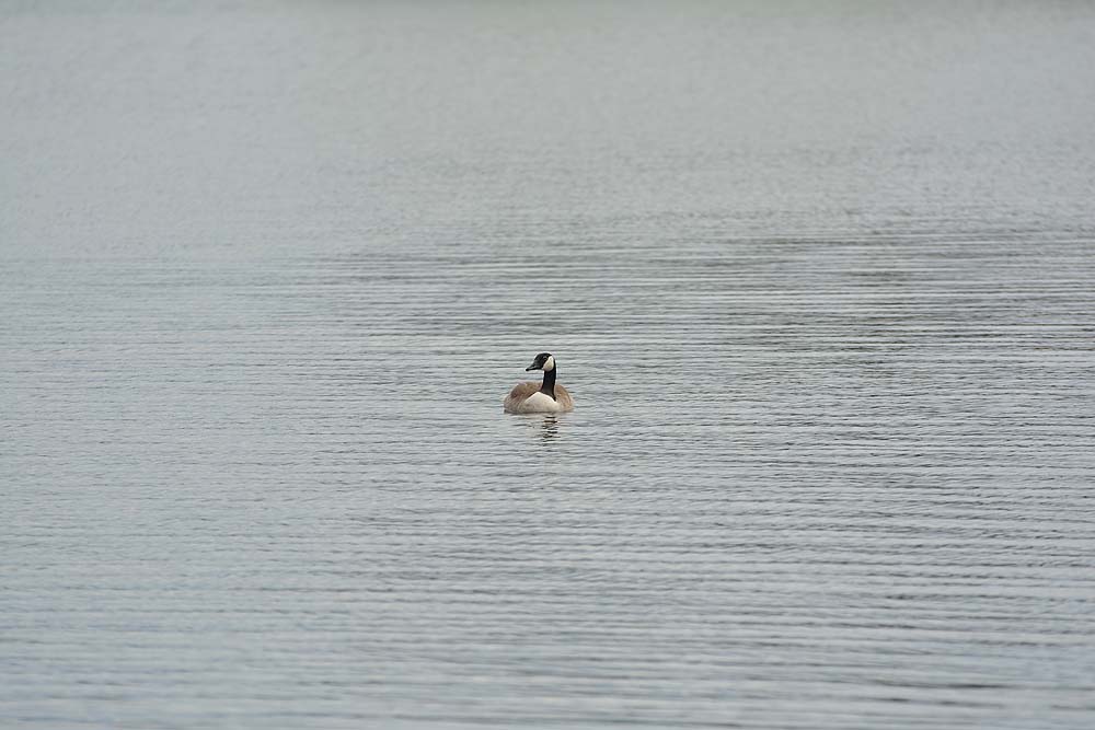 DSC 2371anf