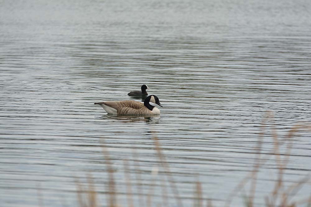 DSC 2379anf