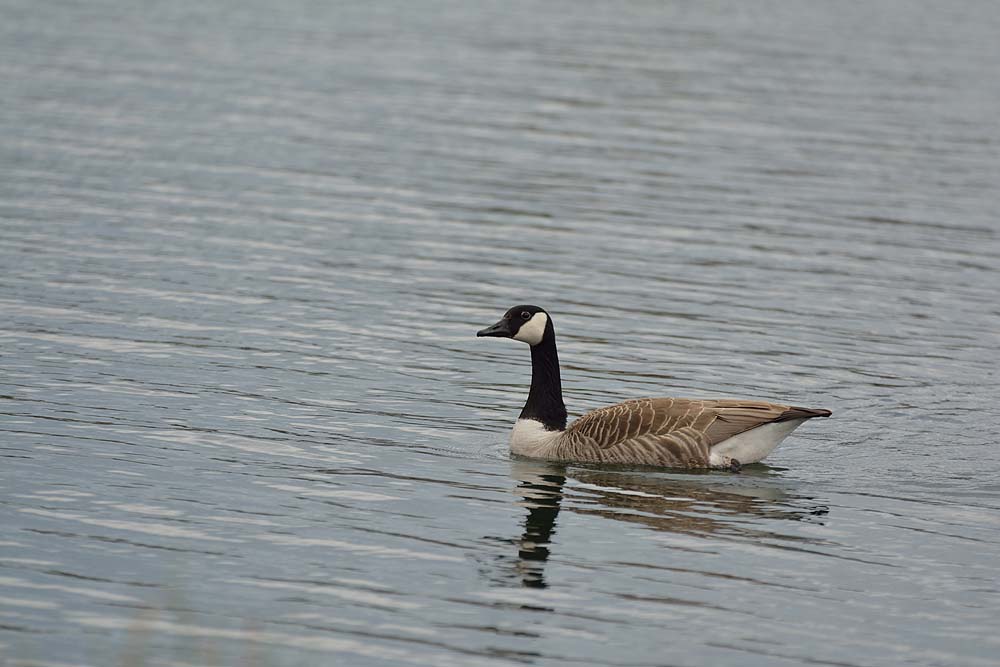 DSC 2385anf