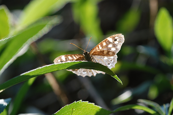 DSC 2407 NF