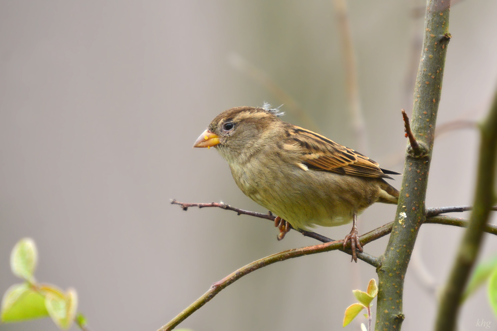 DSC 2523 Spatz