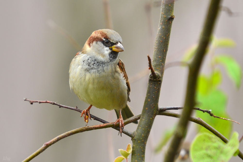 DSC 2533 Spatz