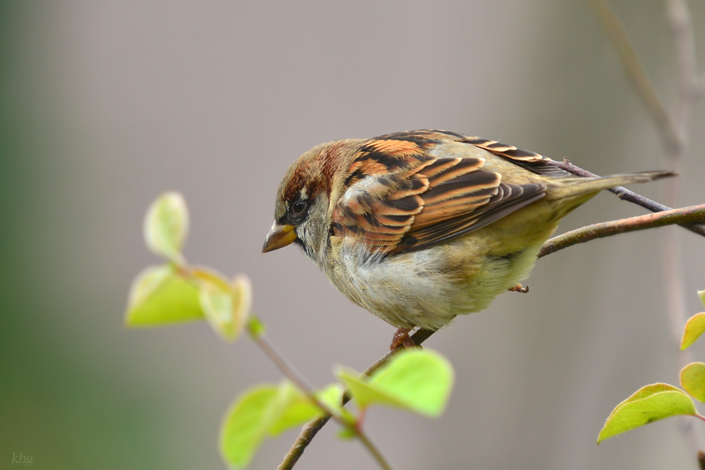DSC 2534 Spatz