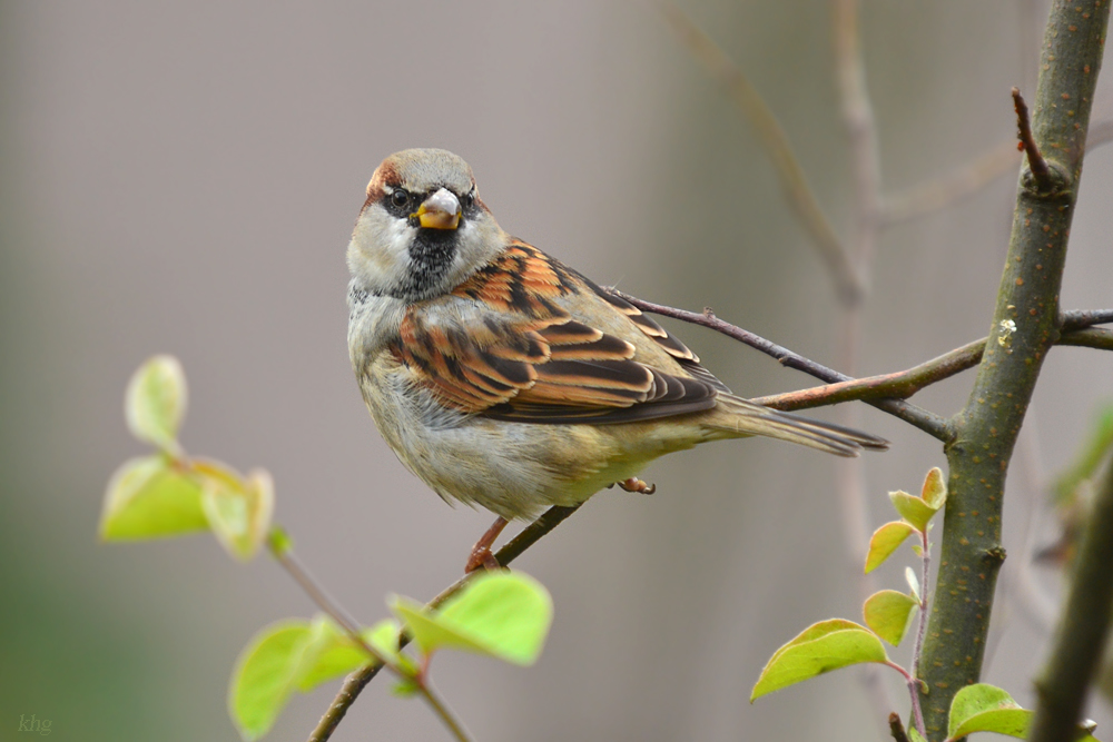 DSC 2536 Spatz