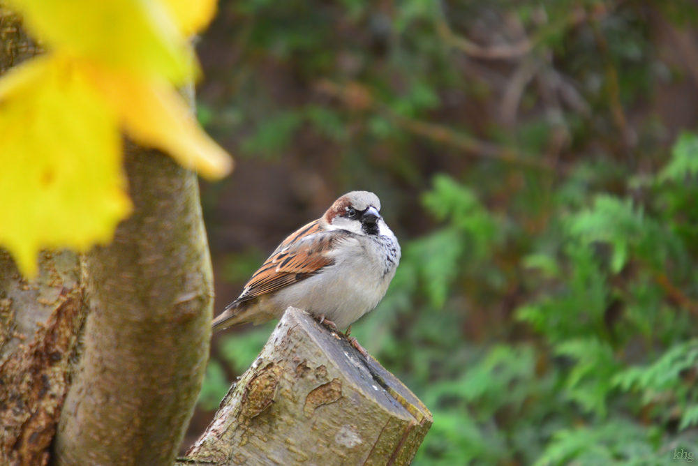 DSC 2579 Spatz