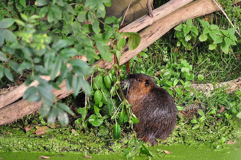 DSC 2597 am Kocks Loch MH