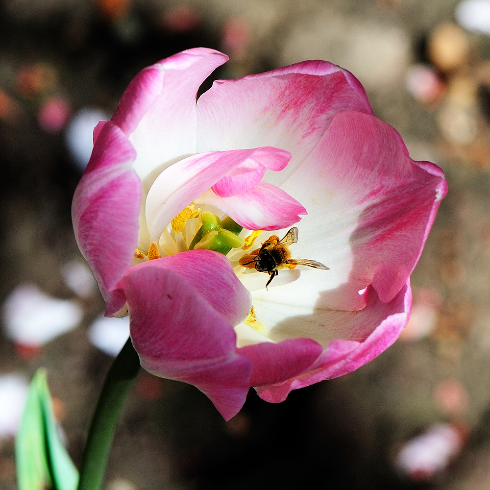 dsc 2725  tulpe 1