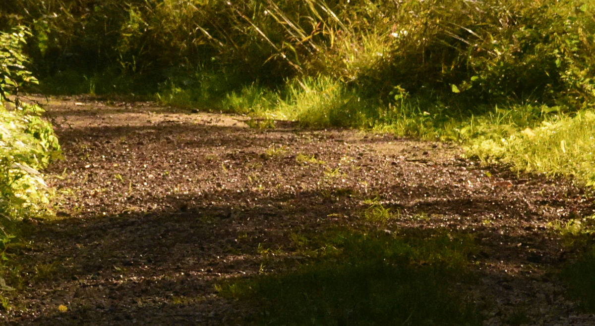 DSC 2731 orig forum crop