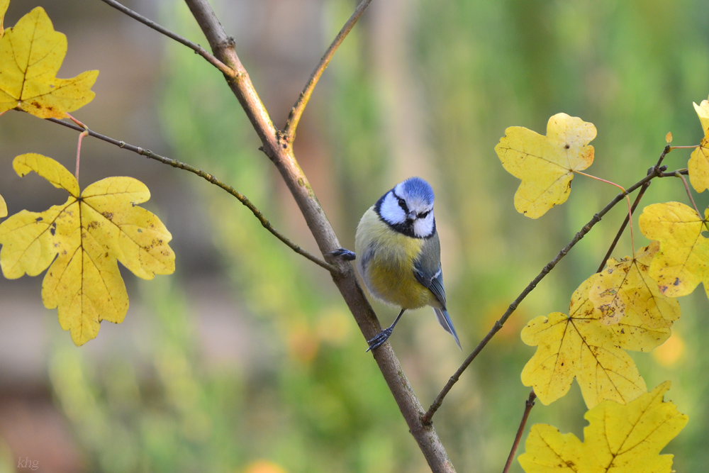 DSC 2752 Blaumeise