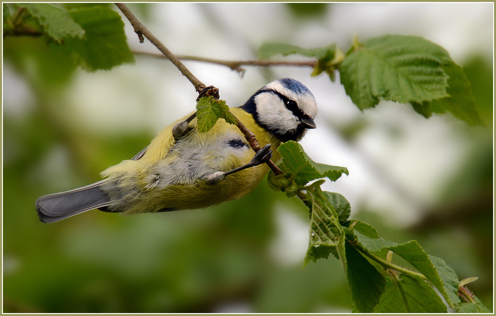 DSC 2754 Blaumeise 1000 R