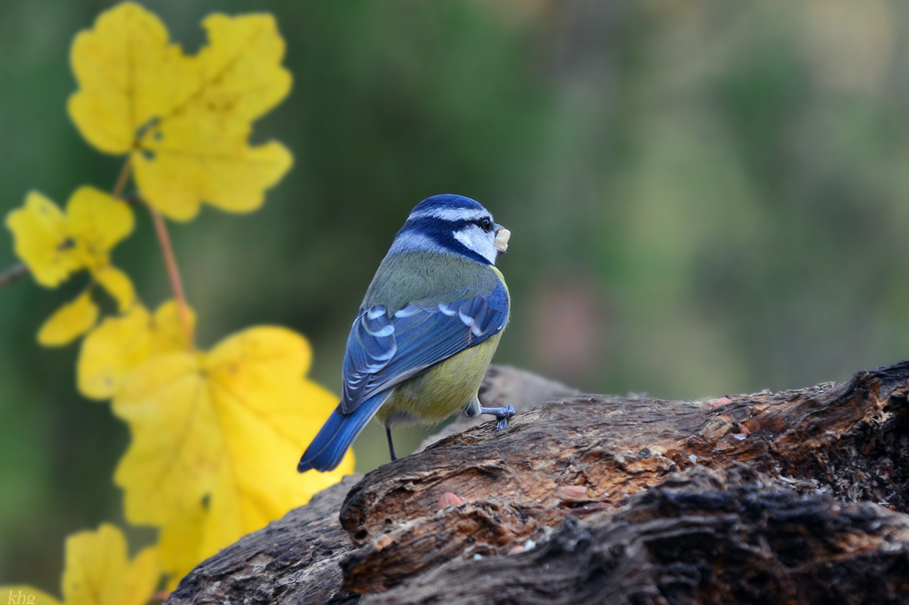 DSC 2754 Blaumeise