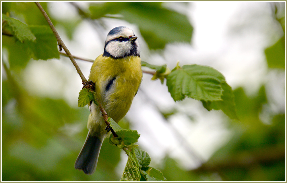 DSC 2762 Blaumeise 1000 R