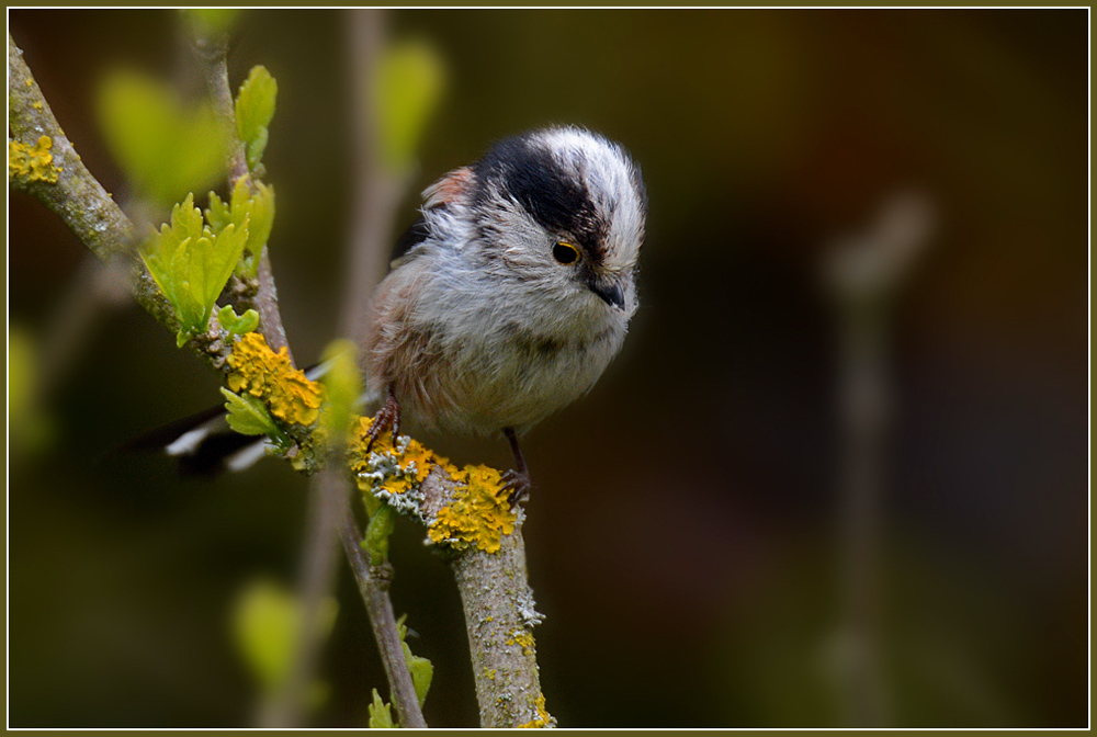 DSC 2788 Schwanzmeise 1000 R