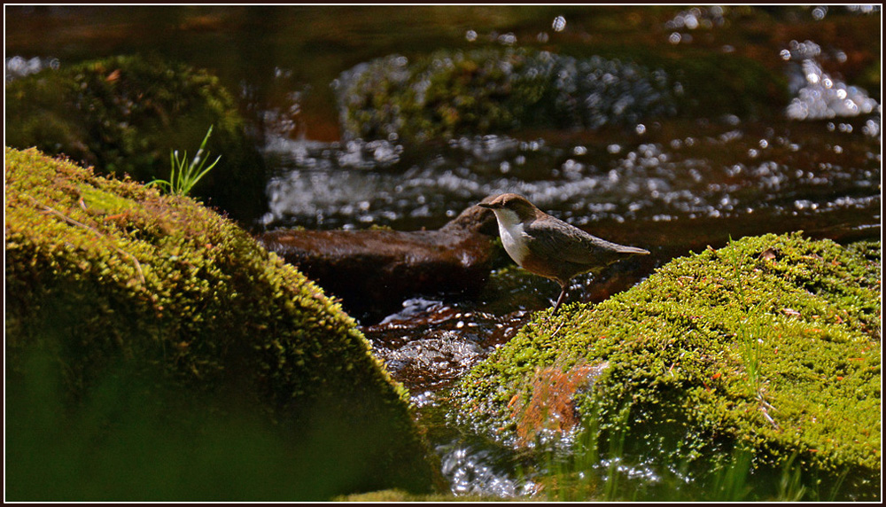 DSC 2835 Wasseramsel 1000 R