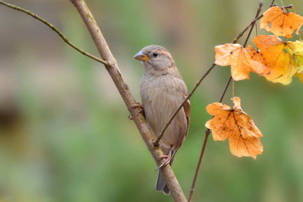 DSC 2893 Spatz