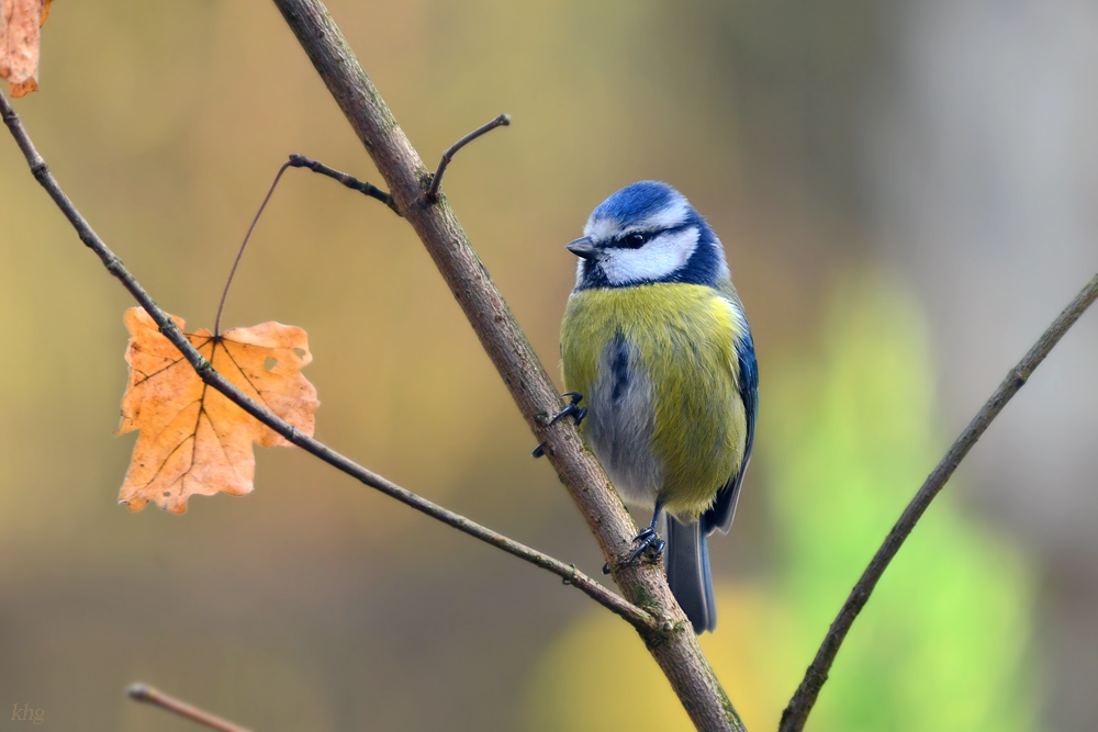 DSC 2901 Blaumeise