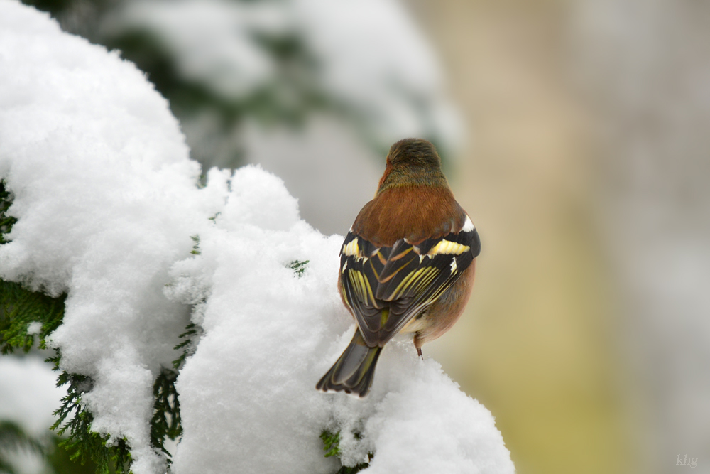 DSC 3070 Buchfink
