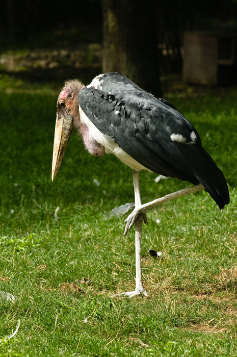 DSC 3084
