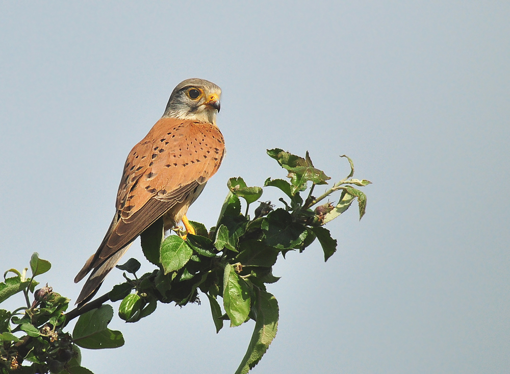 DSC 3106 Falke 1 1000