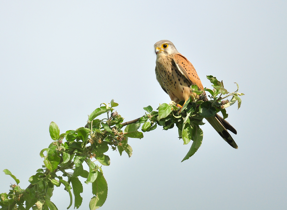 DSC 3118 b Falke 1000