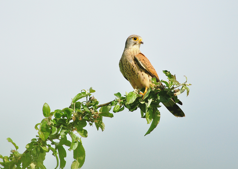 DSC 3120 Falke 1000