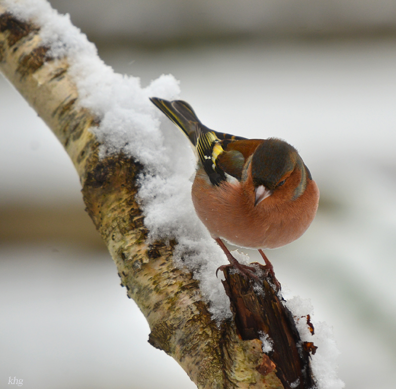 DSC 3206 Buchfink
