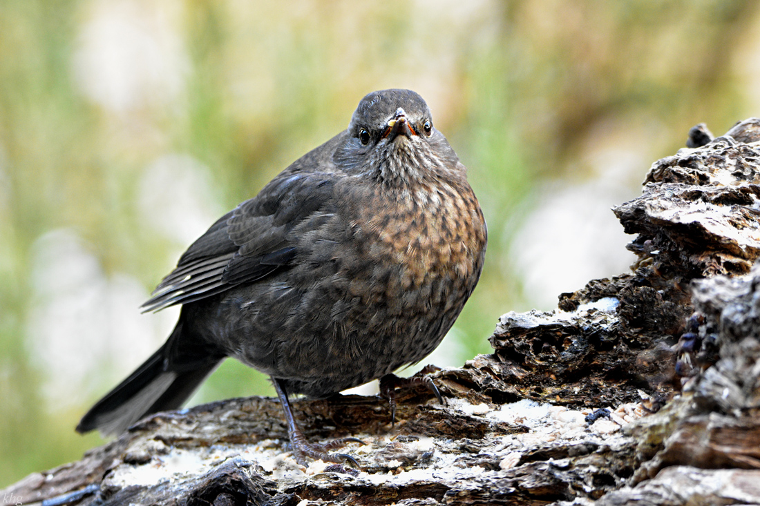 DSC 3285 Amsel