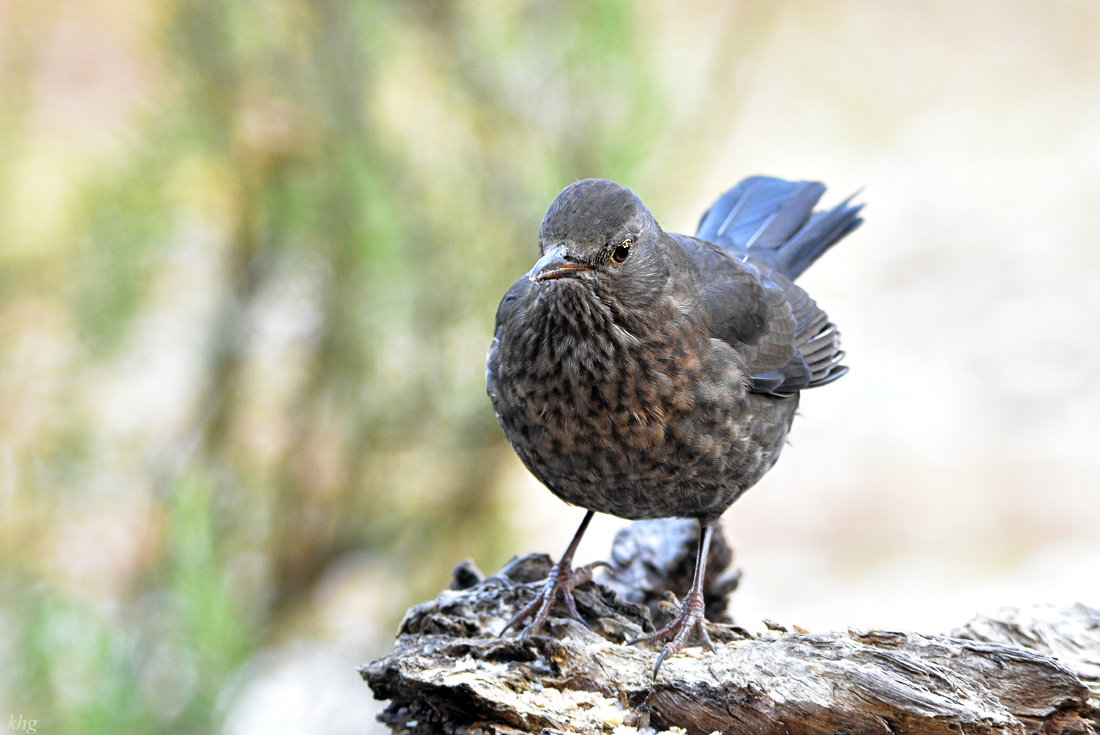 DSC 3294 Amsel