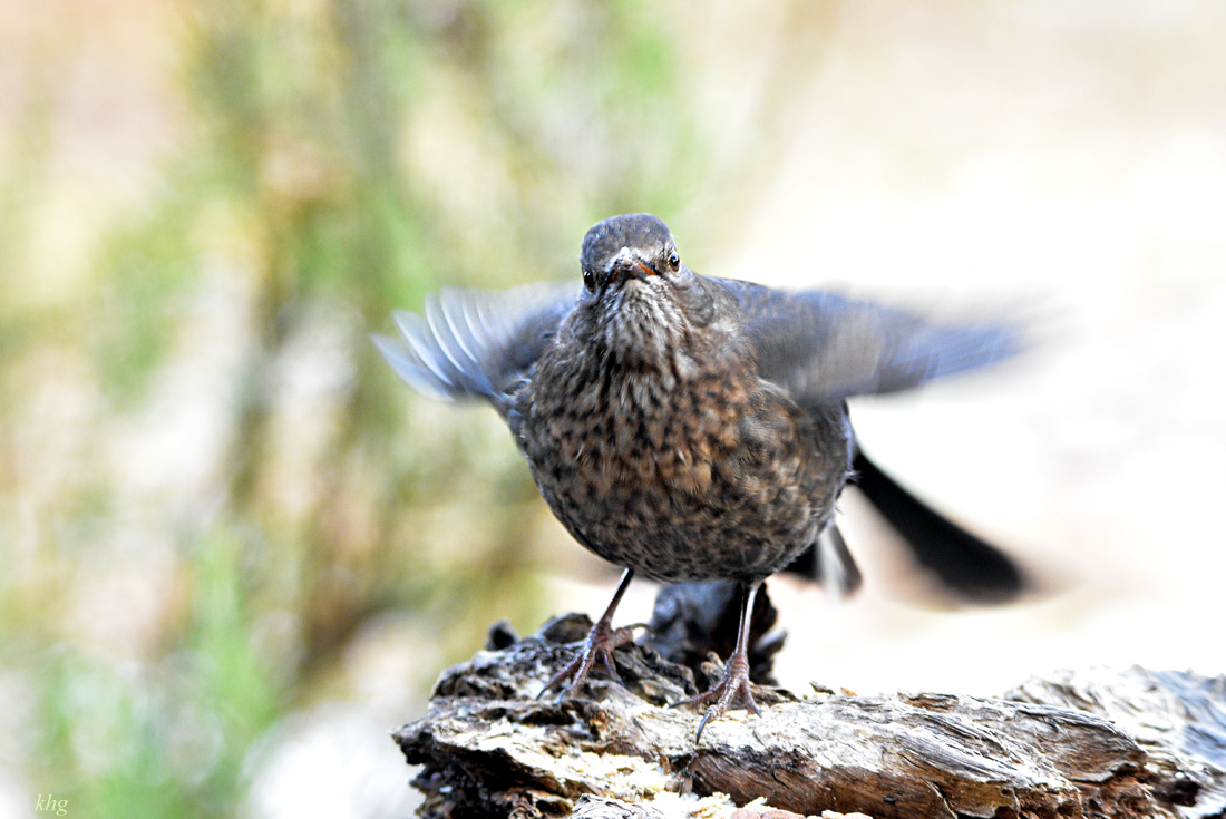 DSC 3295 Amsel