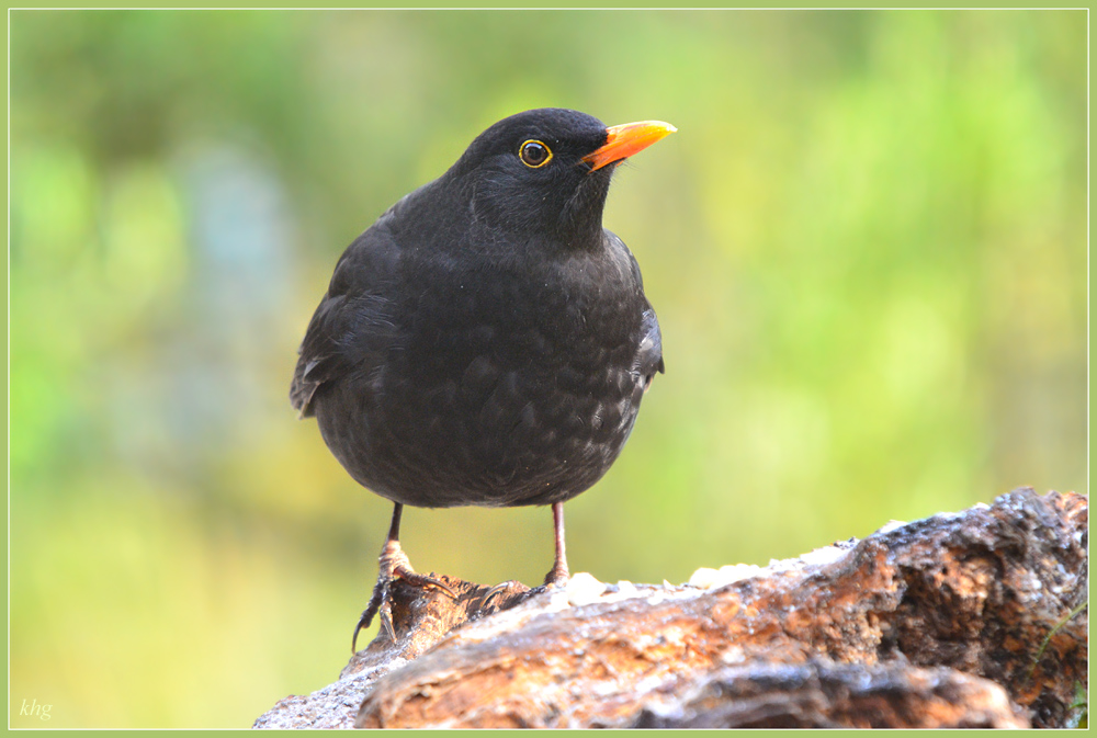 DSC 3303 Amsel