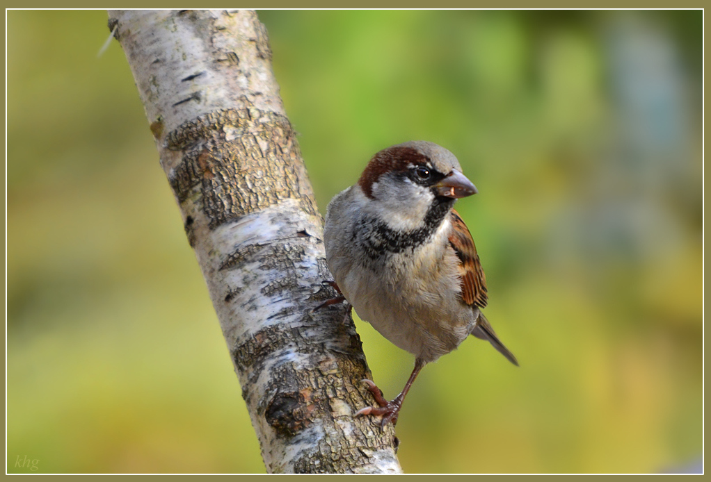 DSC 3312 Spatz