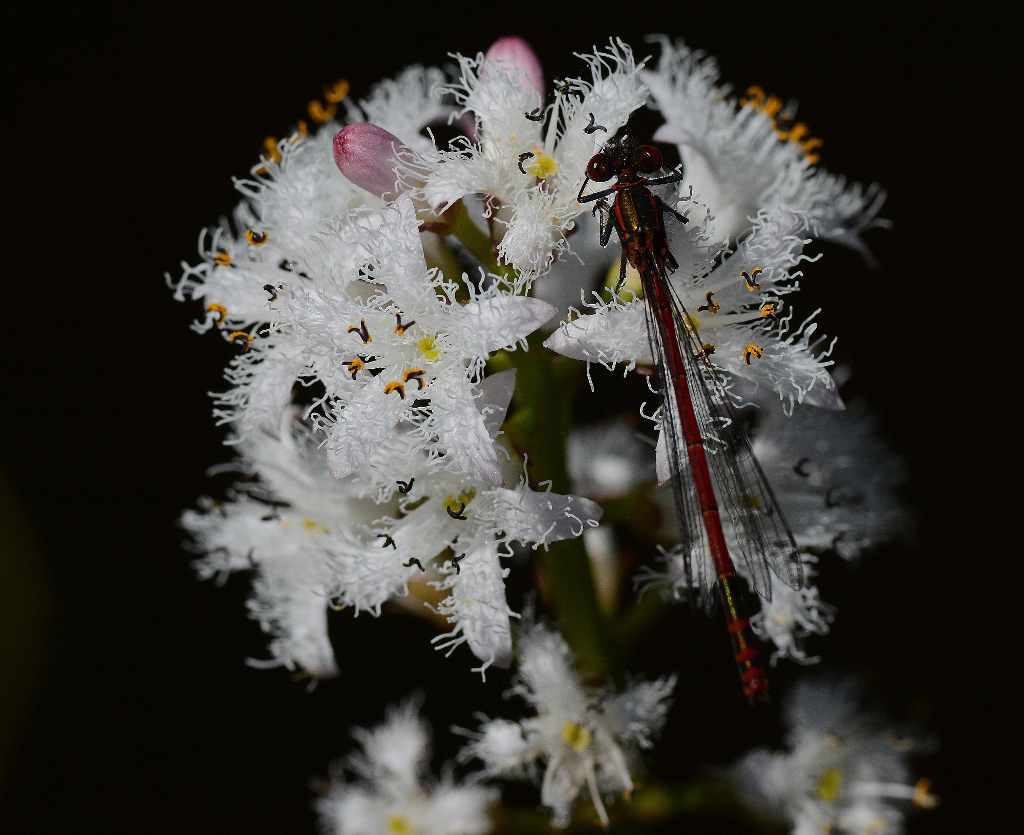 DSC 3336