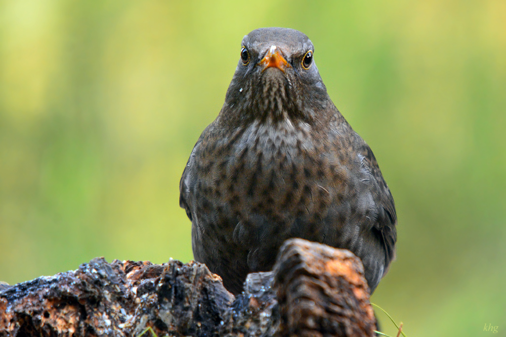 DSC 3349 Amsel