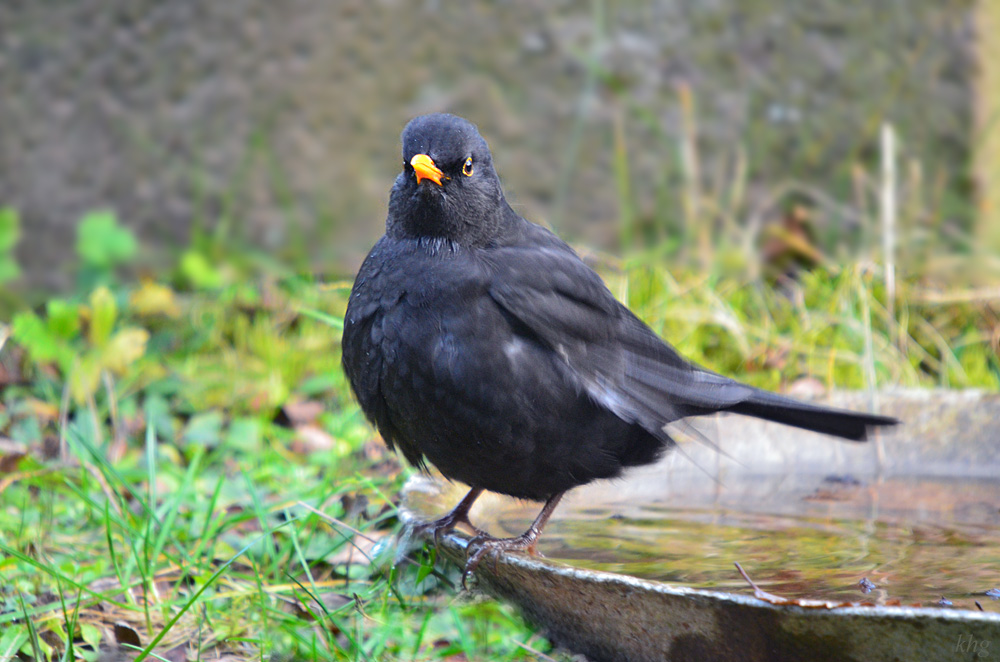 DSC 3381 Amsel