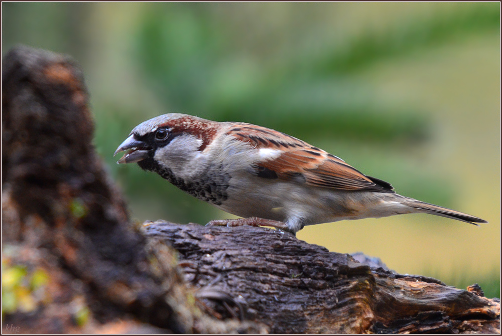 DSC 3423 Spatz