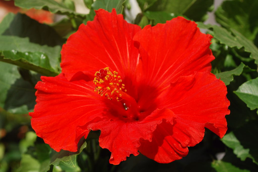 DSC 3444 Rot