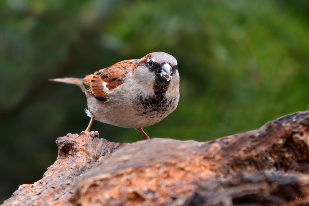 DSC 3448 Spatz