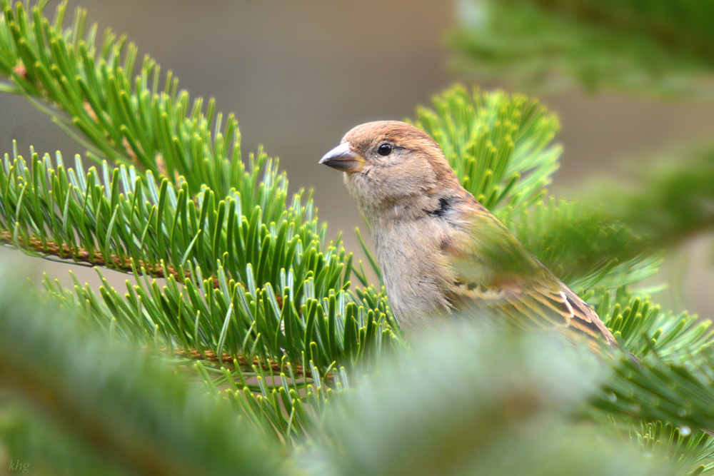 DSC 3469 Spatz